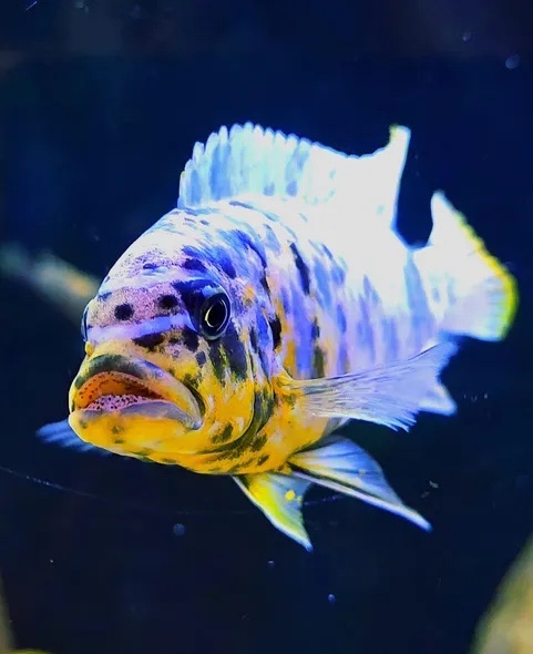Maylandia fainzilberi 'Pombo Rocks'
